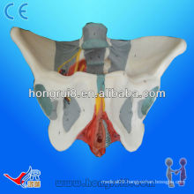 ISO advanced anatomy female pelvis with muscles and nerves female pelvis